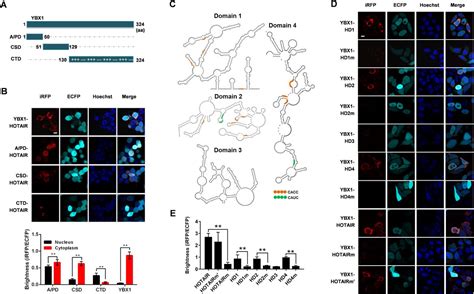 Long Noncoding RNA HOTAIR Interacts With Y Box Protein 1 YBX1 To