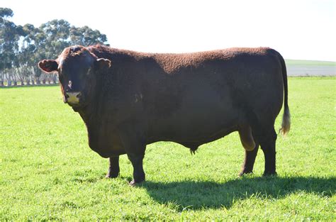 Livestock Units Natural England Livestock Cattle