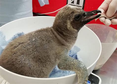 Baby Humboldt penguin born at Weymouth Sea Life Adventure Park - Dorset Echo - Little Penguin