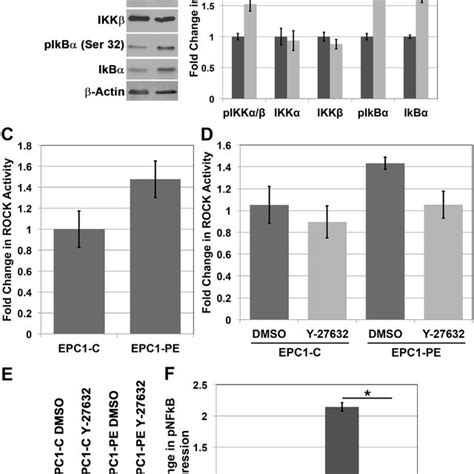 The IKK pathway and Rho-kinase activity play a role in the activation ...