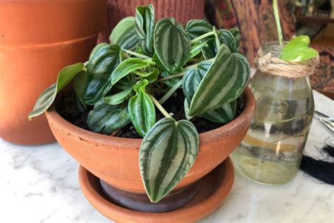 Watermelon Peperomia Care Tips Milissa Middleton