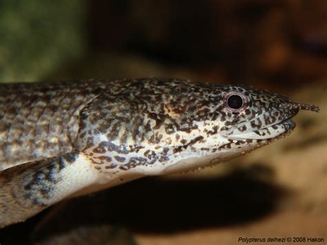 Polypterus Delhezi Boulenger 1899 Barred Bichir Hakon Flickr