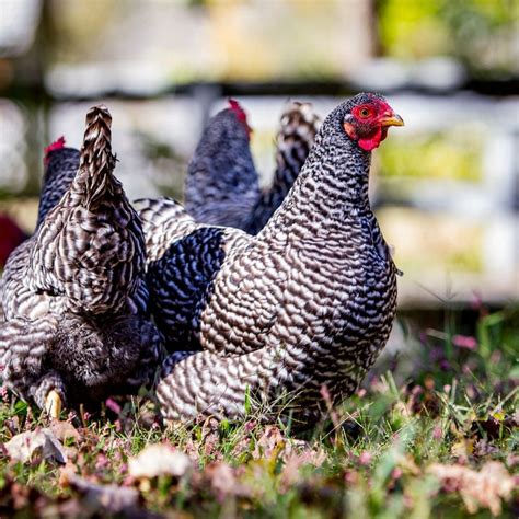 How To Bathe A Chicken For Mites Lice And Other Pests Artofit