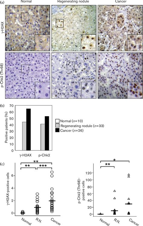 Figure From Hepatitis B Virus X Protein Activates The Atm Chk