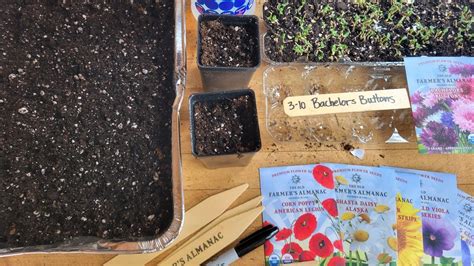 How to Plant Flowers: From Starting Seeds to Planting in the Ground ...