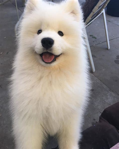 Samoyed Forever on Twitter: " Follow and like for more of your favorite ...