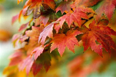 14 des érables du Japon les plus colorés pour votre jardin Sante Peau