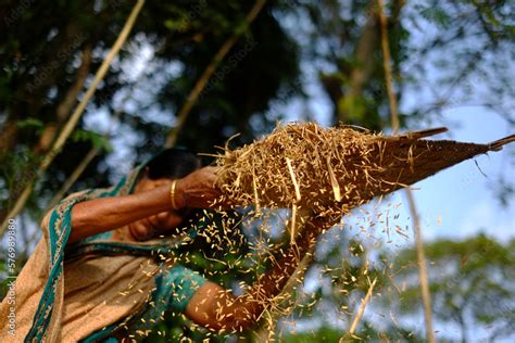 Village Woman Separating Chaff From Grain By Winnowing Process South