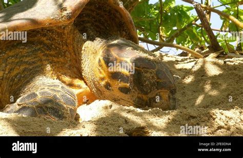 Sea Turtle Resting On Beach Stock Videos Footage Hd And K Video