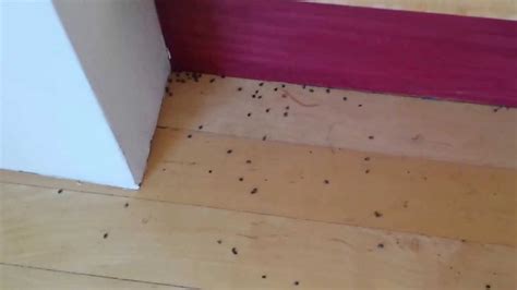 What Does A Baby Carpet Beetle Look Like | Two Birds Home