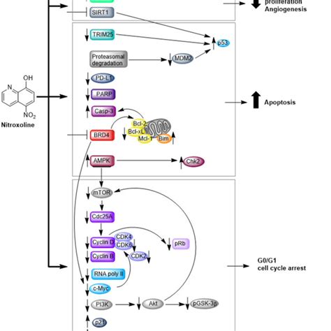 Schematic Representation Of The Molecular Mechanisms Of Nitroxoline