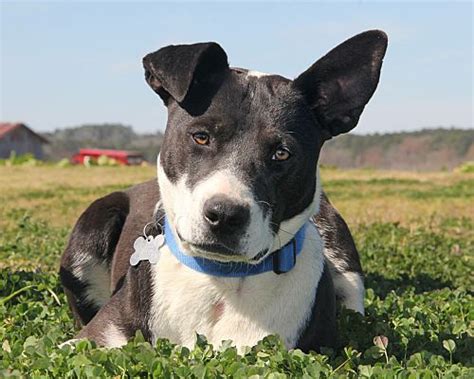 Are American Staffordshire Terrier Mix Hypoallergenic