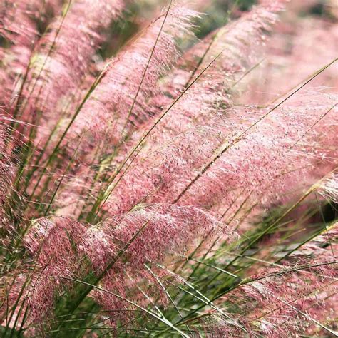 Pink Muhly Grass Hahira Nursery Georgia Garden