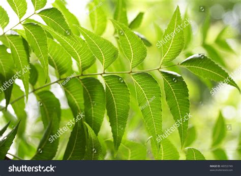 Neem Leaves-Azadirachta Indica Stock Photo 48353749 : Shutterstock