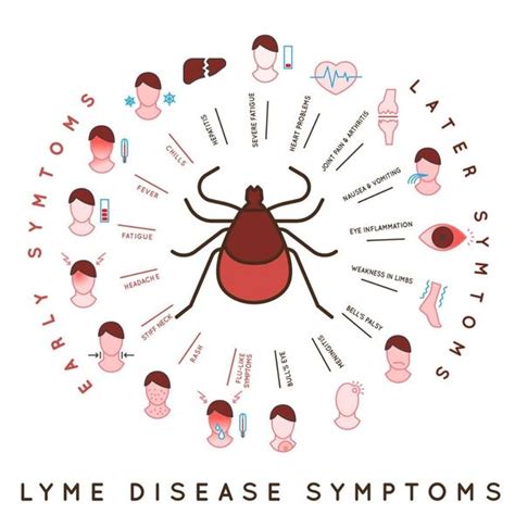 Lyme Disease Symptoms How Do You Get Lyme Disease Is It Contagious Uk