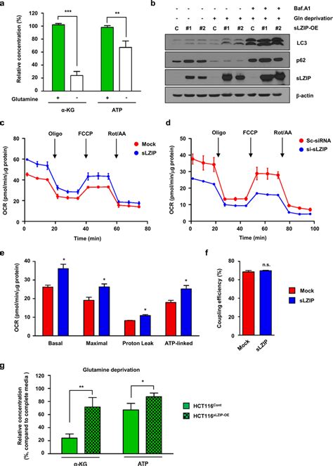 SLZIP Induces Metabolic Reprogramming Of CRC Cells And Promotes