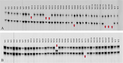 Molecular marker banding profiles of two wildtypes (WT), 24 somaclonal... | Download Scientific ...