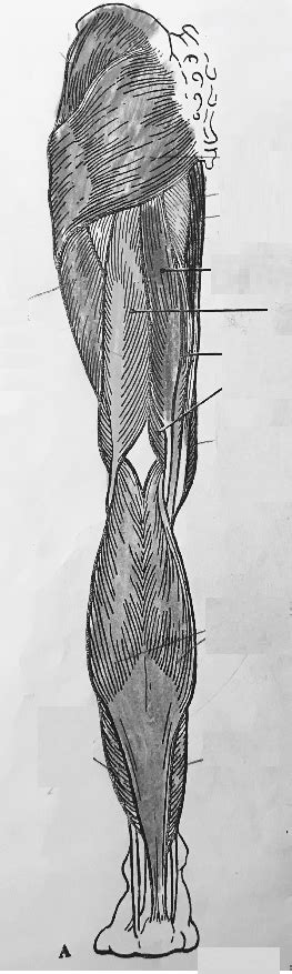 Posterior Lower Extremity Diagram Quizlet