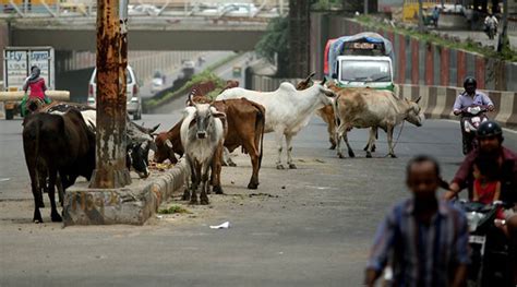 Govt Has A Use For Stray Cows As Surrogates To Give Birth To ‘elite