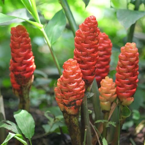 Edible Ginger Plants