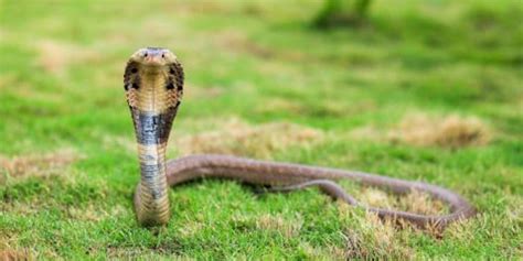 Cobra venom Cytotoxins can help anti-venom therapy | Indian Century