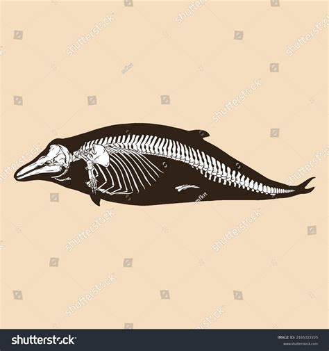 Skeleton Bottlenose Dolphin Vector Illustration Animal Stock Vector