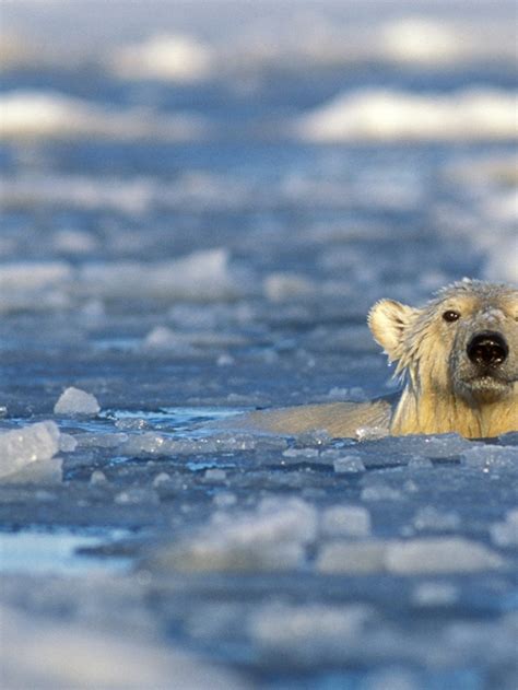 Polar Bear Swimming Sport