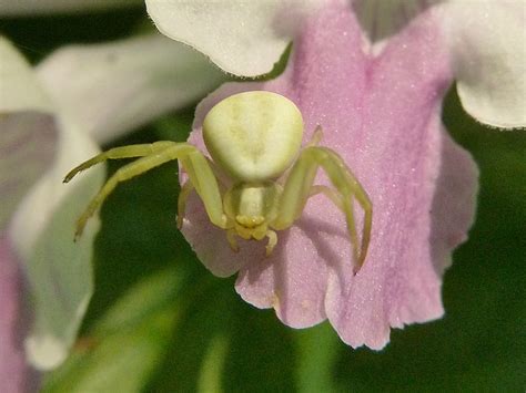 Veränderliche Krabbenspinne NGID49142591 naturgucker de