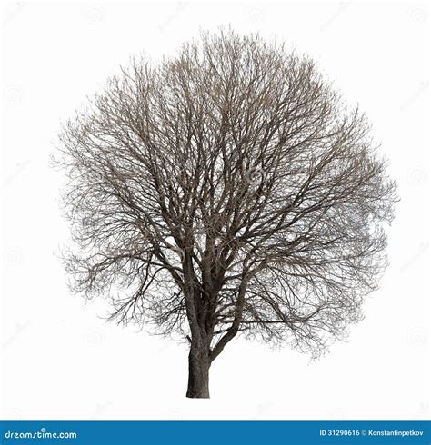 Arbre Sans Feuilles D Isolement Photo Stock Image Du Leafless Fond