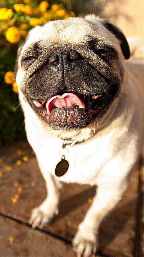 Cute Pug Iphone Wallpapers Wallpaper Cave