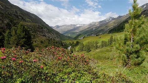 The Subalpine Zone