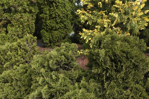 Use Dwarf Evergreens To Give Your Garden Structure