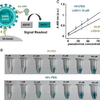 A Schematic Of The Aptamerbased Colorimetric Sandwich Assay For