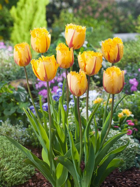 Tulipan Queen Of Night Blumenzwiebeln Und Herbstrhizome Tulpen