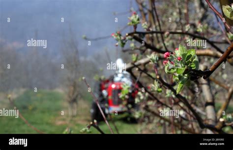 Tractor Sprays Insecticide In Apple Orchard Just Before Blossoming