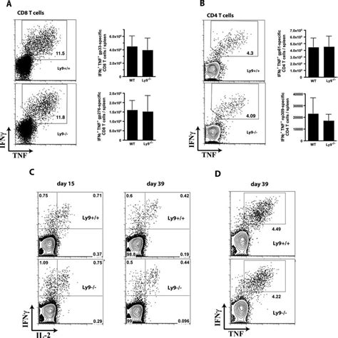 T Cell Responses To Lcmv In Ly Mice A Lcmv Specific Effector Cd T