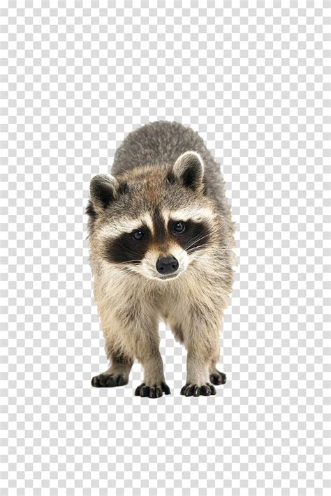 Raccoon Illustration Raccoon Cuteness Icon Raccoon Transparent