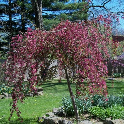 Crabapple Royal Beauty Knippel Garden Centre