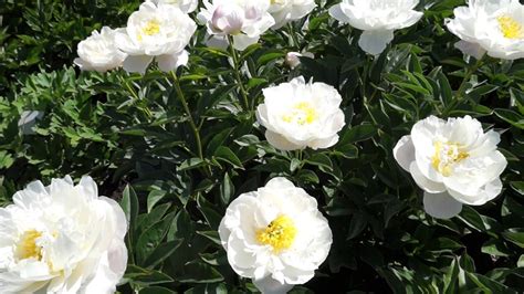 Description Of The Miss America Peony Features Of Growing A Plant At Home