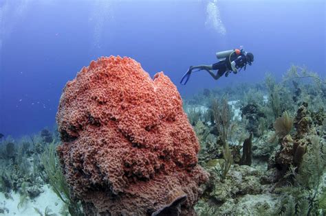 Barrier Reef Von Belize Größtes Korallenriff Der Nördlichen Hemisphäre