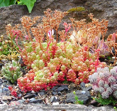 Sedums Plant Care And Collection Of Varieties