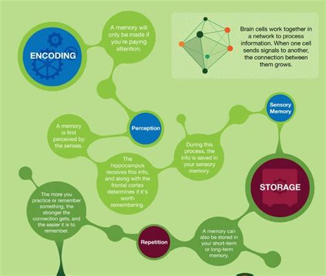 The Neuroscience Of How Your Memory Works And How To Improve It