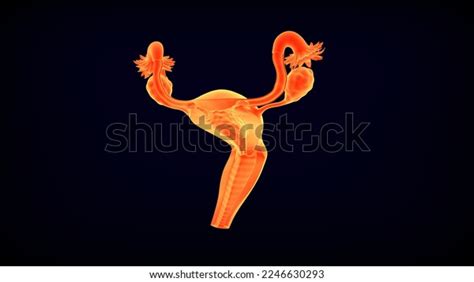 Female Reproductive System Cross Section Medical Stock Illustration