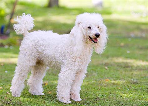 Miniature Poodle Dog Breed Profile Personality Facts