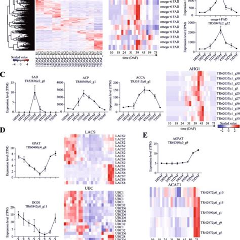 DEGs Related To Fatty Acid Pathways A Hierarchical Clustering Of The