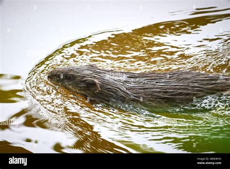 Muskrat Rodent Ondatra Zibethicus Swimming In River Stock Photo Alamy