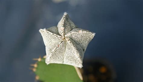 Astrophytum Myriostigma Kohyo X Onzuka Kikko Ball Hellonasty Flickr