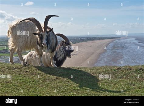 View Along The Beaches At Brean And Berrow From The Top Of Brean Down