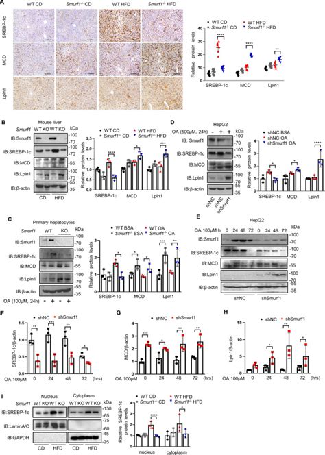 Deletion Of Smurf Attenuates Liver Steatosis Via Stabilization Of P