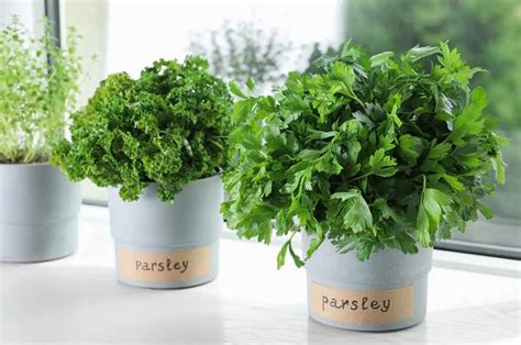 How To Grow Parsley Indoors Top Best Beginner S Guide